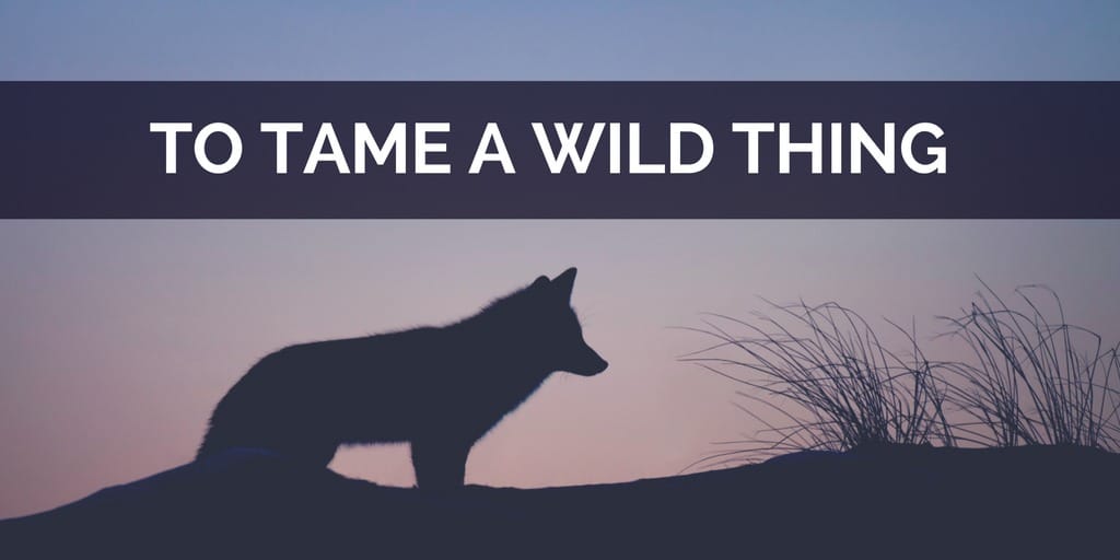 to tame a wild thing jeanette leblanc