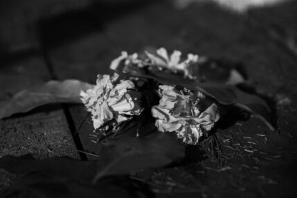 Fallen petals on wet ground, black and white