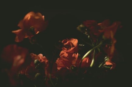 Red flowers half in shadow against a dark ground